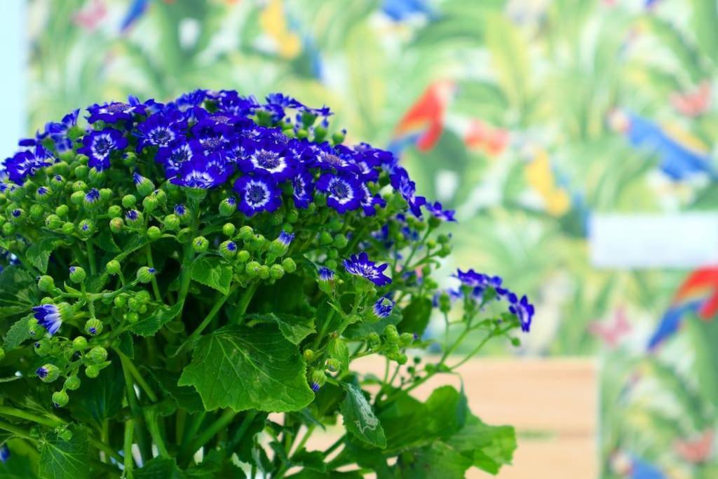 Apartamento Bonito 코르도바 외부 사진